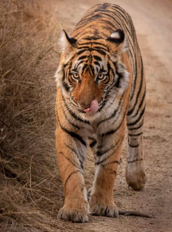 Ranthambore National Park: A Wildlife Adventure